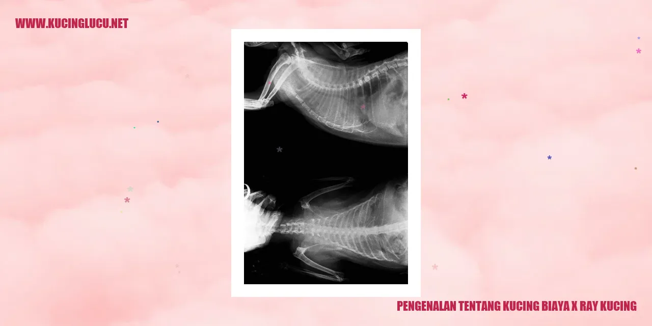 Gambar Kucing