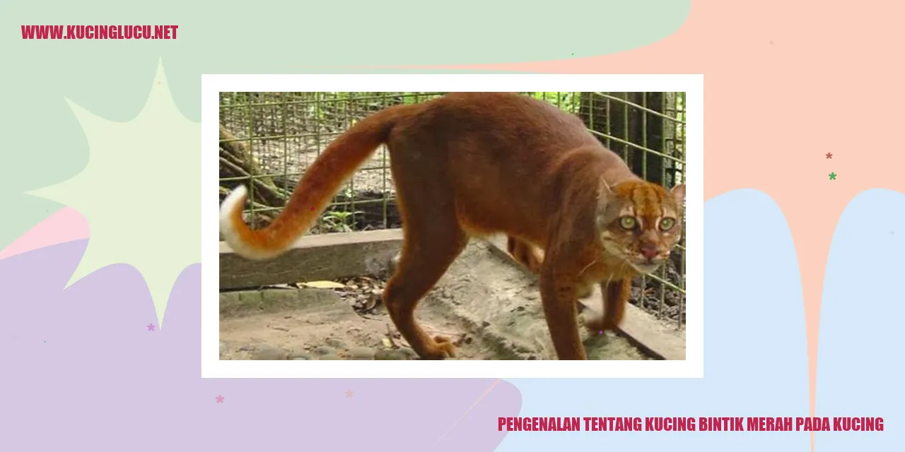 Kucing Bintik Merah