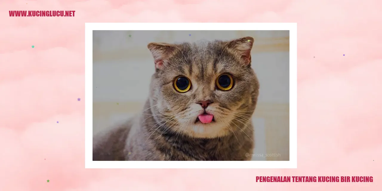 Kucing biru