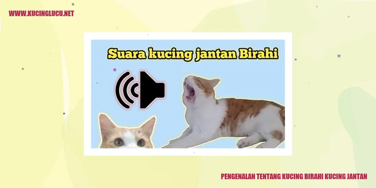 Kucing birahi kucing jantan