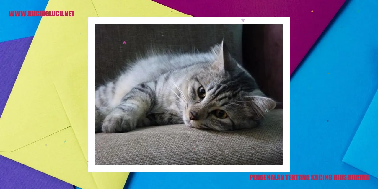 Gambar Kucing Bius Kucing