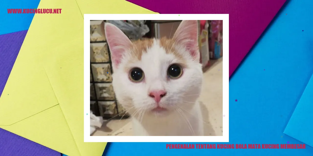 Kucing bola mata kucing membesar