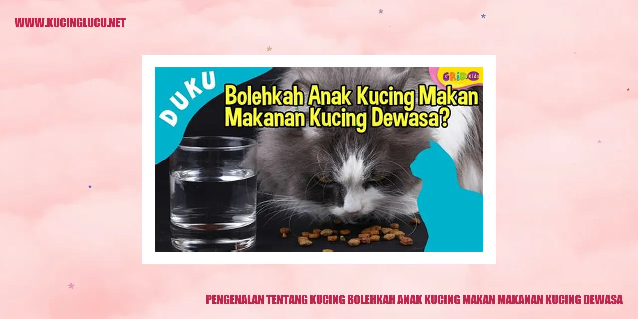 Gambar Kucing Lucu