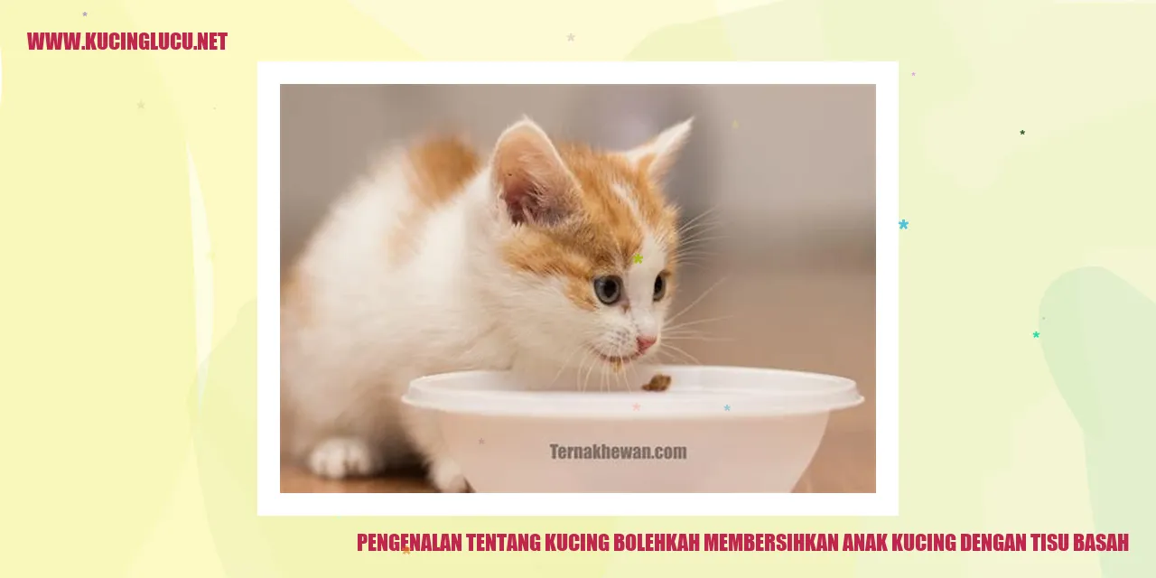 Anak Kucing dengan Tisu Basah