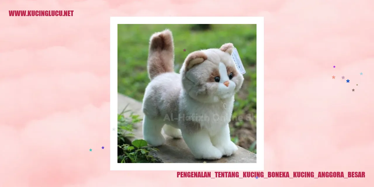 gambar kucing anggora