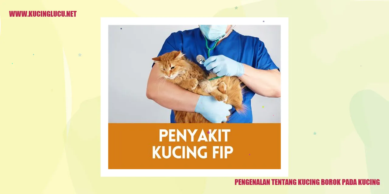 Gambar: Kucing Borok
