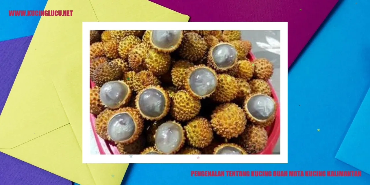 Kucing Buah Mata Kucing Kalimantan