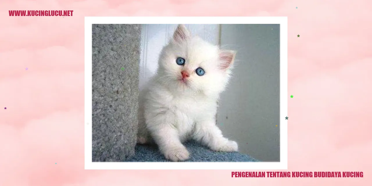 Gambar Kucing Budidaya