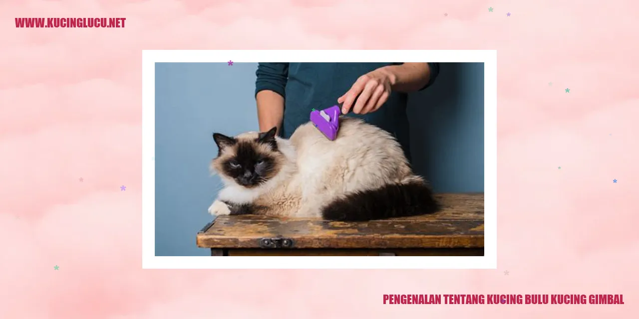 Kucing Bulu Kucing Gimbal