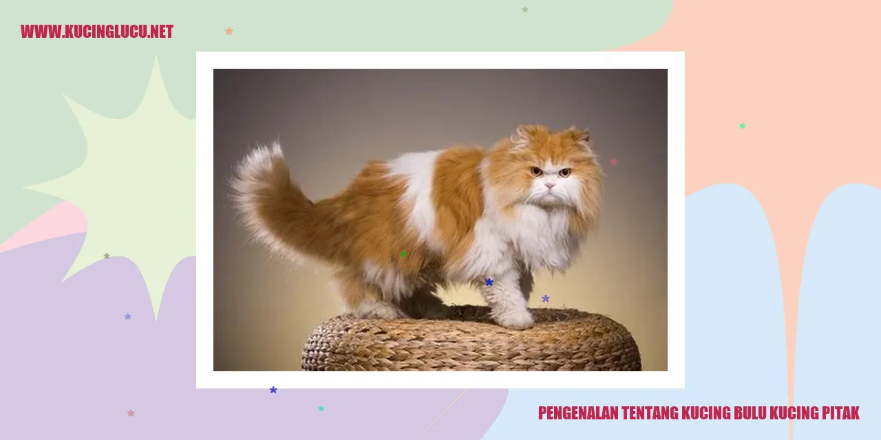 Gambar Kucing Pitak dengan Bulu Lebat