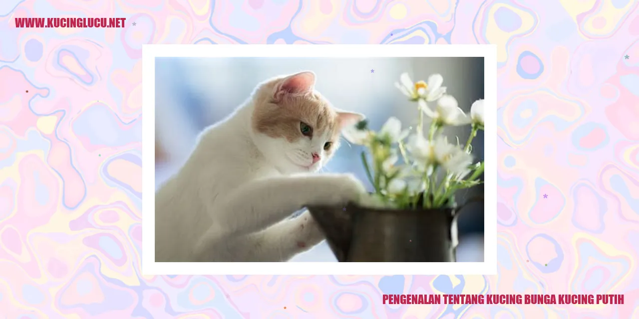 Kucing Bunga Kucing Putih