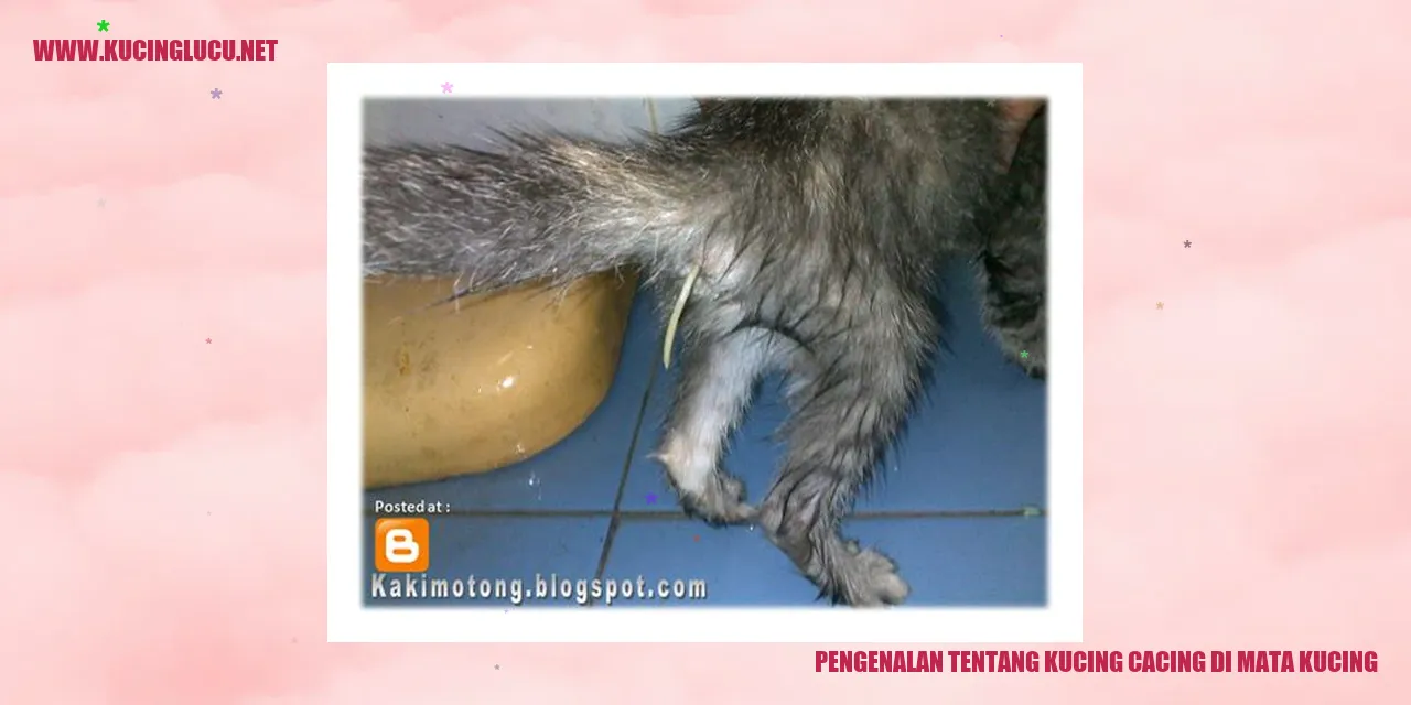 Gambar Kucing Cacing di Mata Kucing