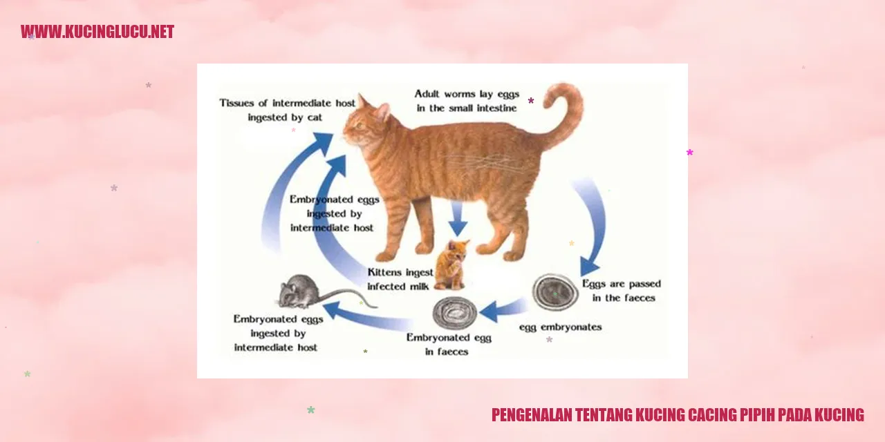 Gambar Kucing Cacing Pipih