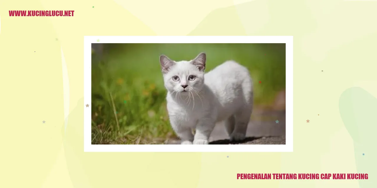 Kucing cap kaki kucing