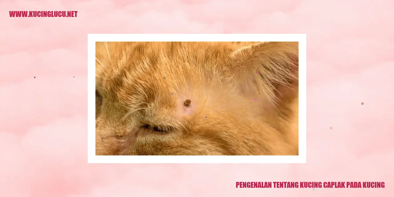 Kucing caplak