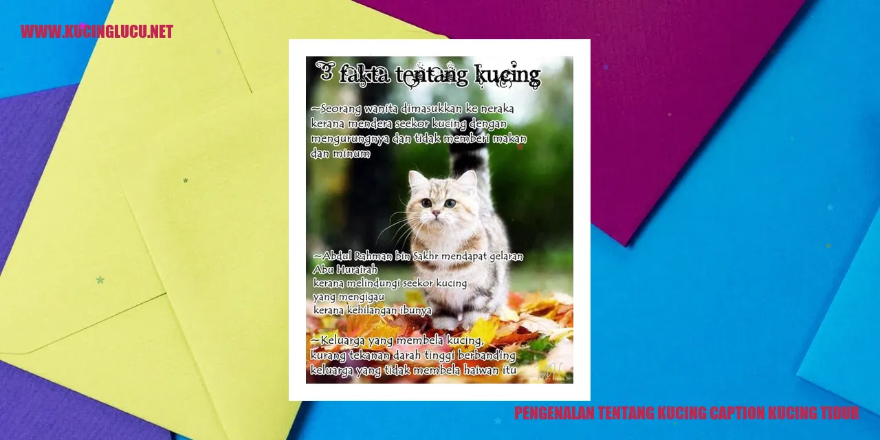 Kucing Tidur