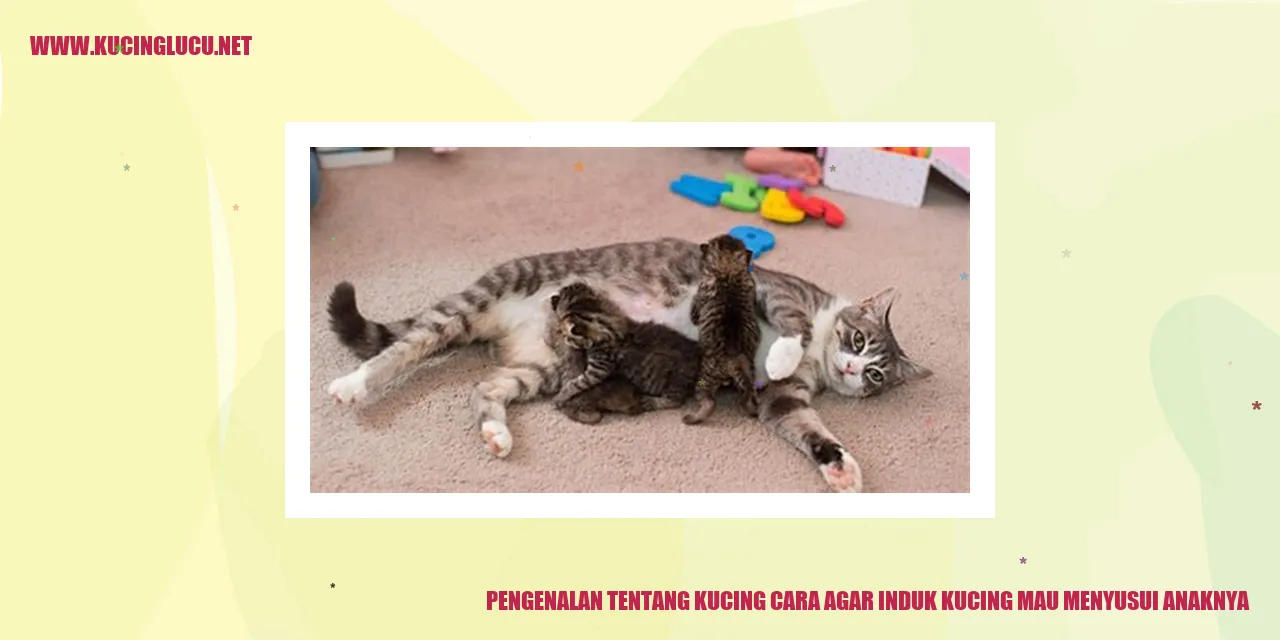 Kucing