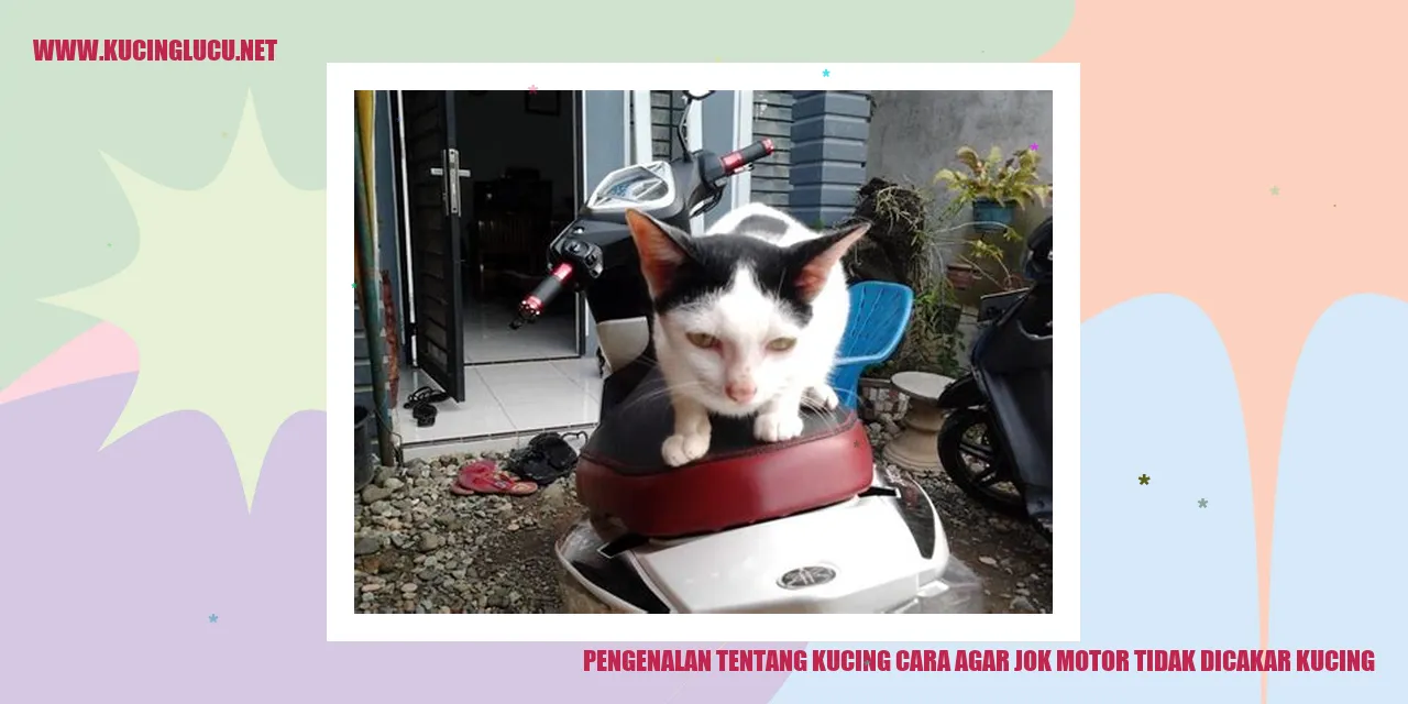 gambar kucing