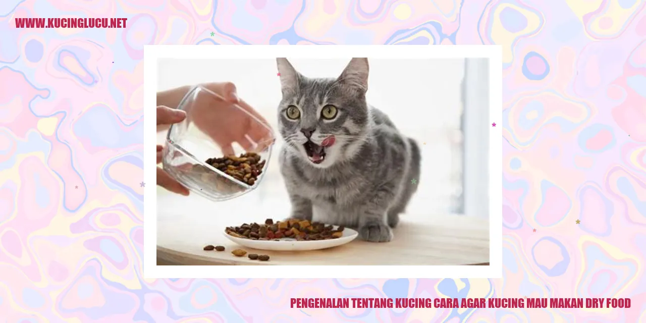 Gambar kucing makan dry food