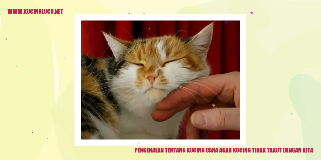 Gambar Kucing Lucu
