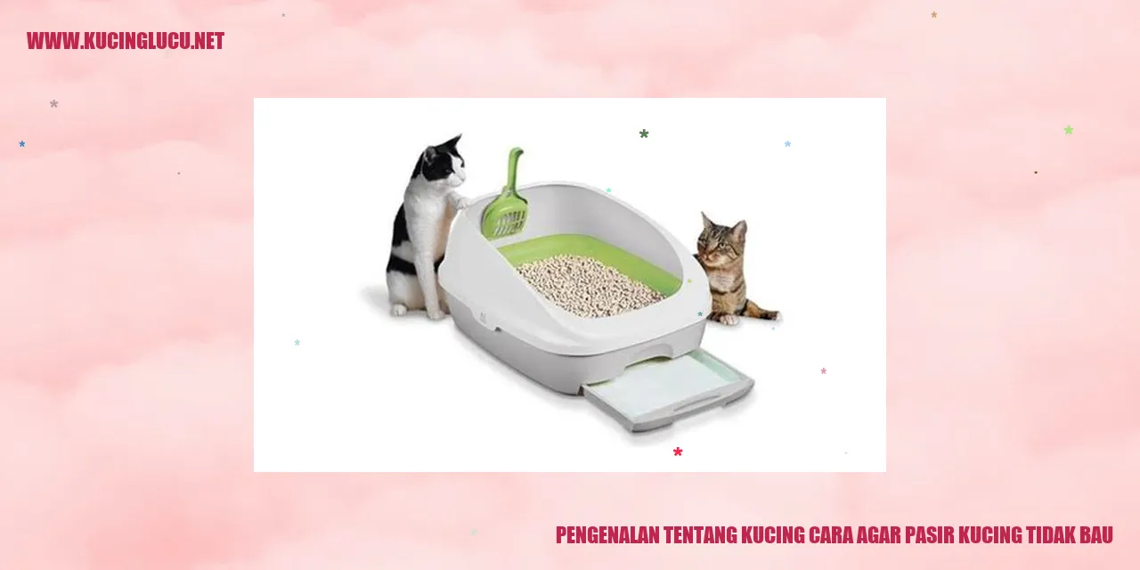 Gambar lucu kucing