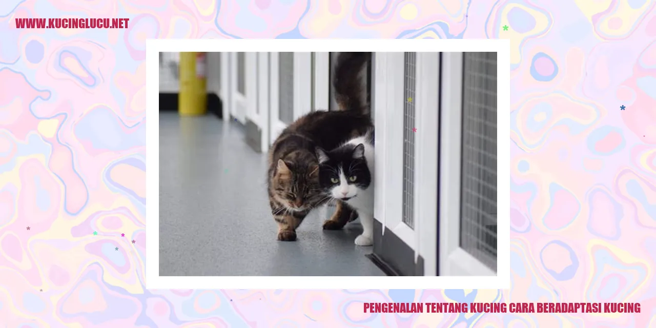 Gambar Kucing Menggemaskan