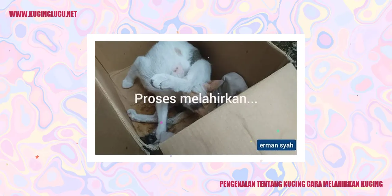 Gambar Kucing Lucu