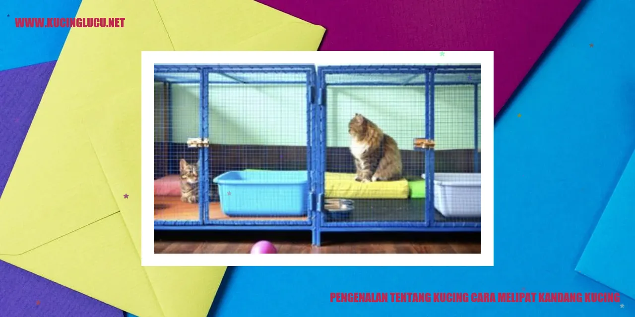gambar kucing