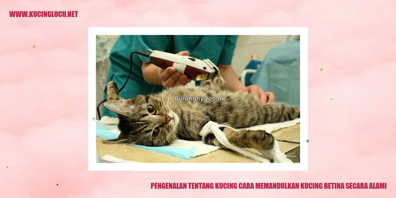 gambar kucing