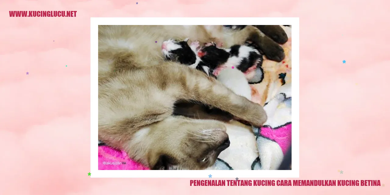gambar kucing betina