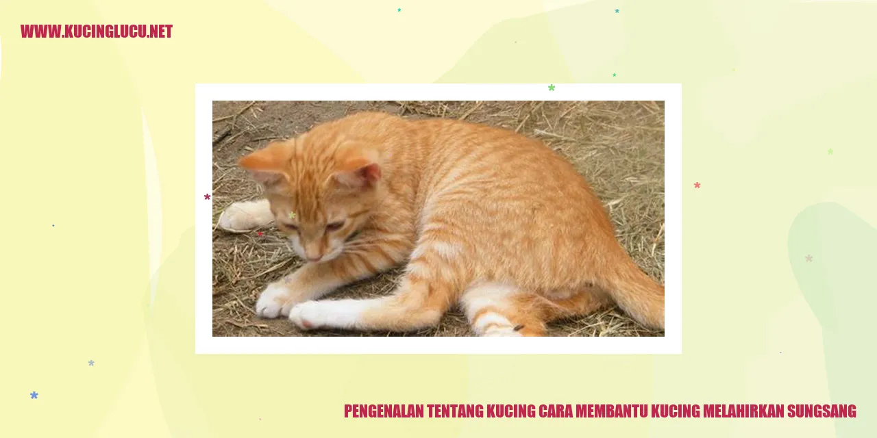 Ilustrasi kucing saat melahirkan