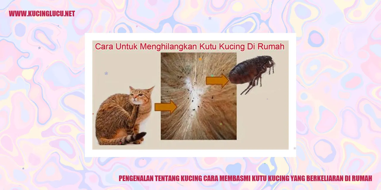 Gambar kucing