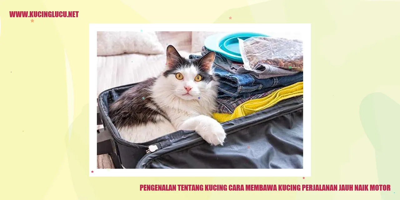 Kucing Lucu