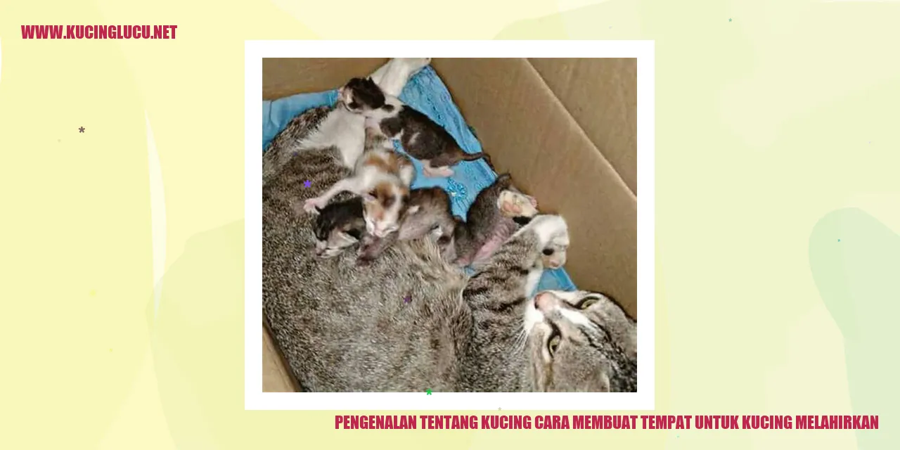 gambar kucing melahirkan