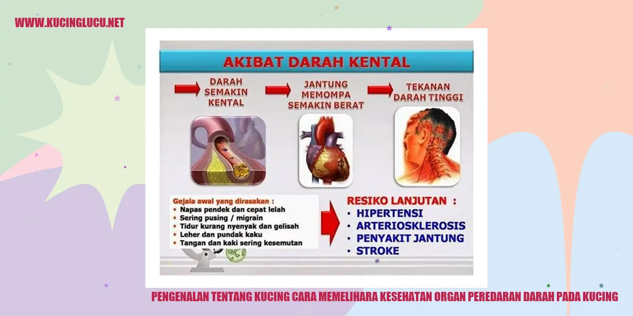 Pengenalan tentang Kucing cara memelihara kesehatan organ peredaran darah pada kucing