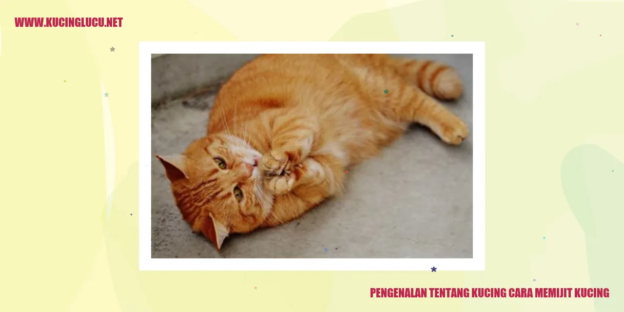 Gambar seekor kucing yang sedang mendapatkan pijatan