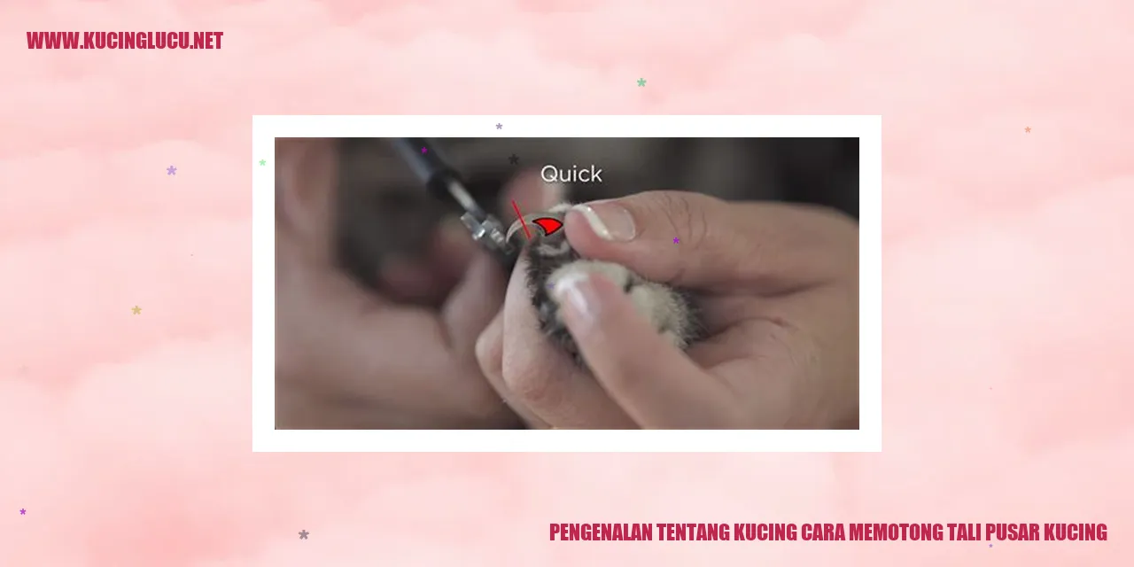 Gambar Kucing