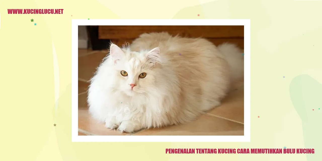 Gambar Kucing dengan bulu putih