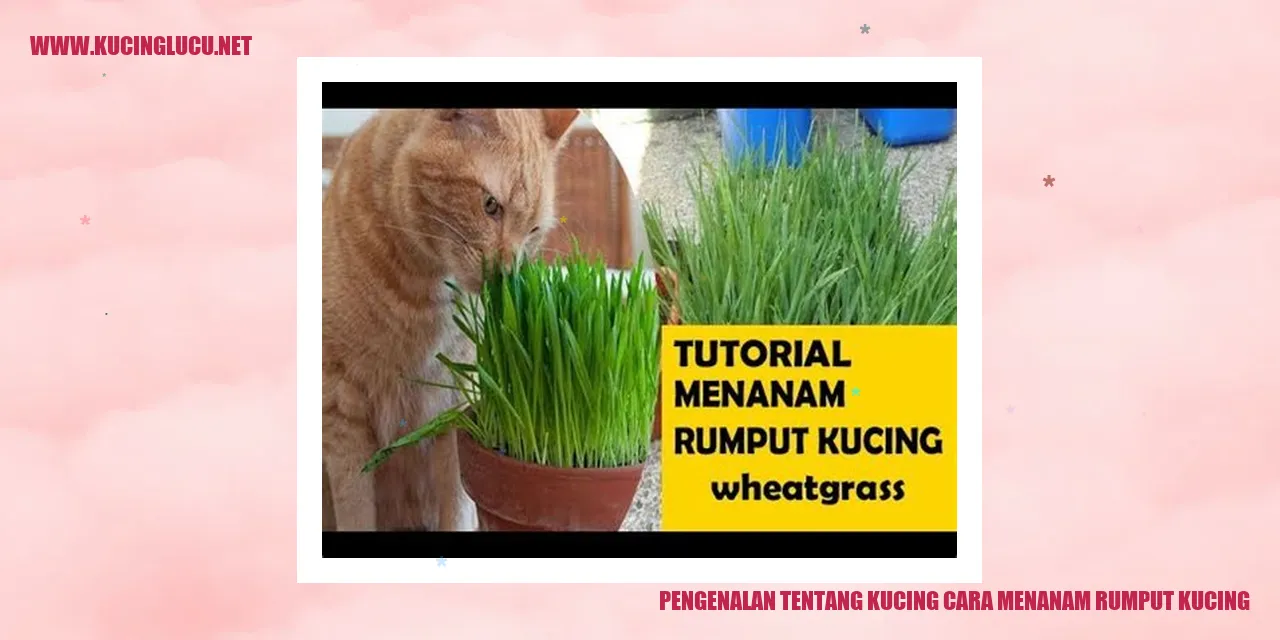 Gambar Kucing dan Rumput Kucing