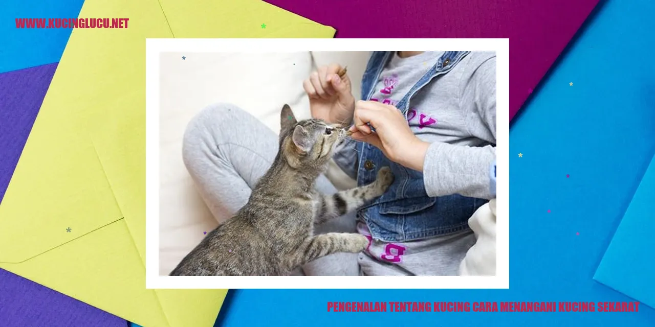 Kucing yang sedang sakit