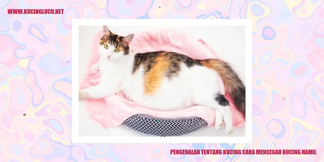 Foto Kucing