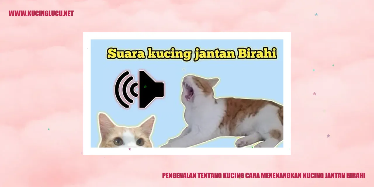 Kucing jantan birahi