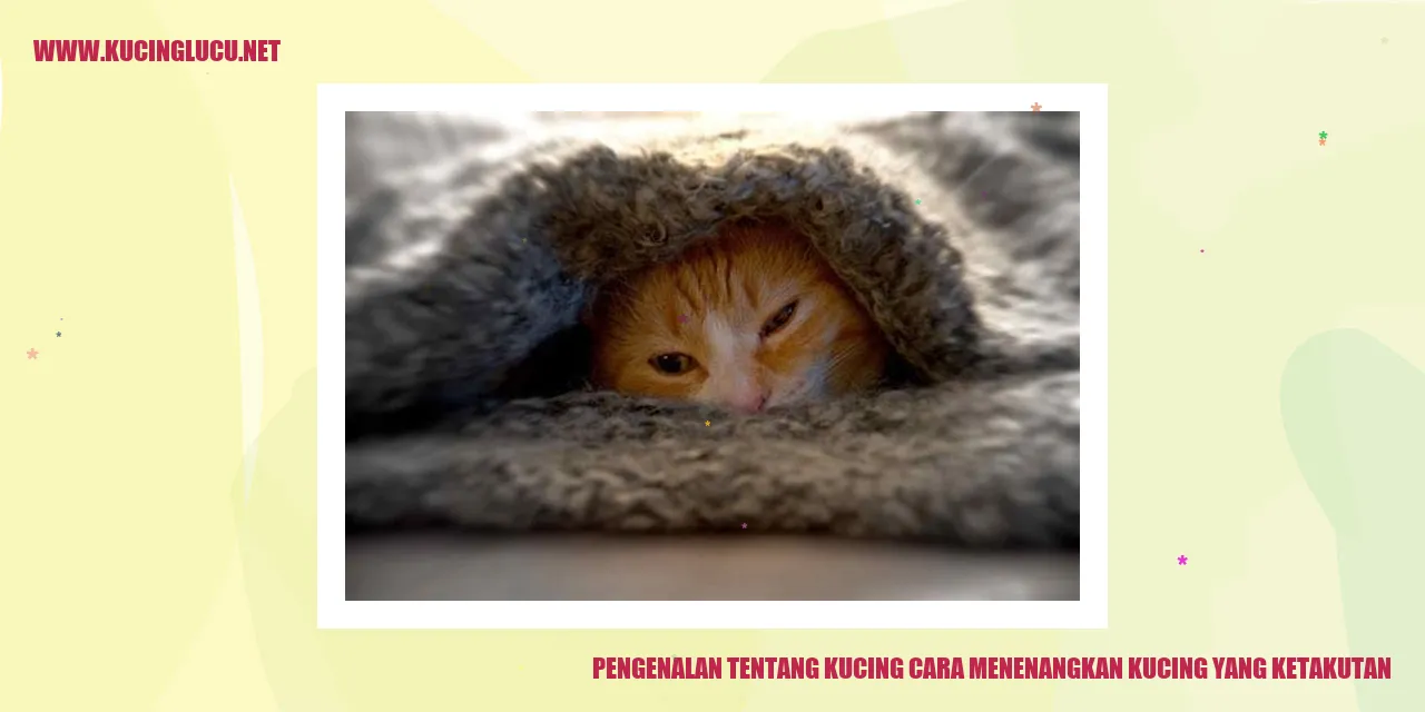 gambar kucing yang sedang tenang