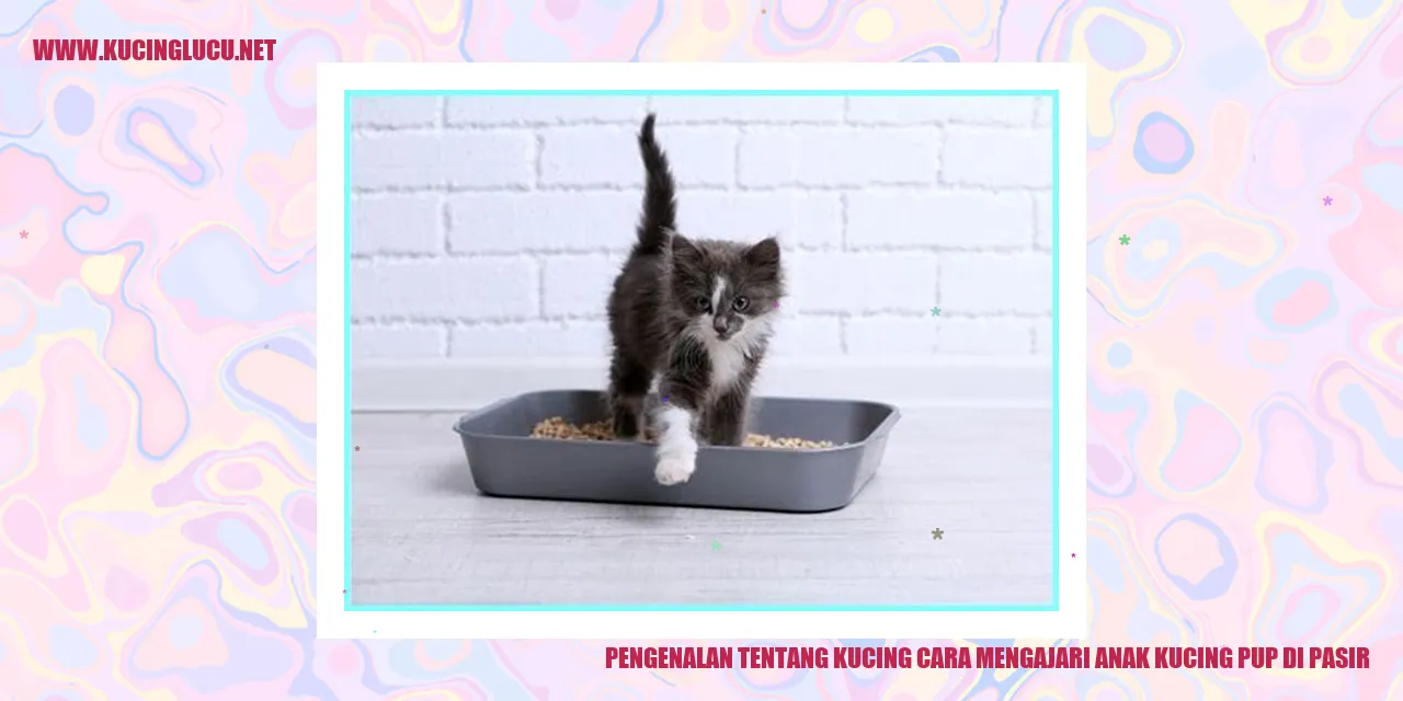 Gambar lucu kucing