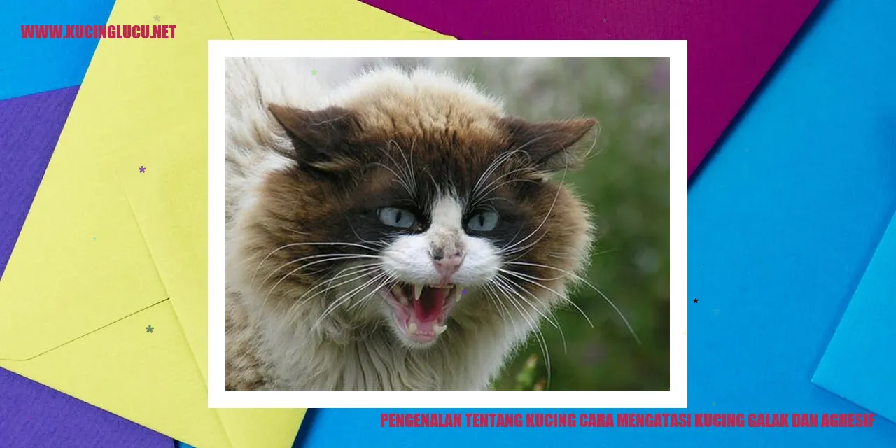 gambar kucing galak
