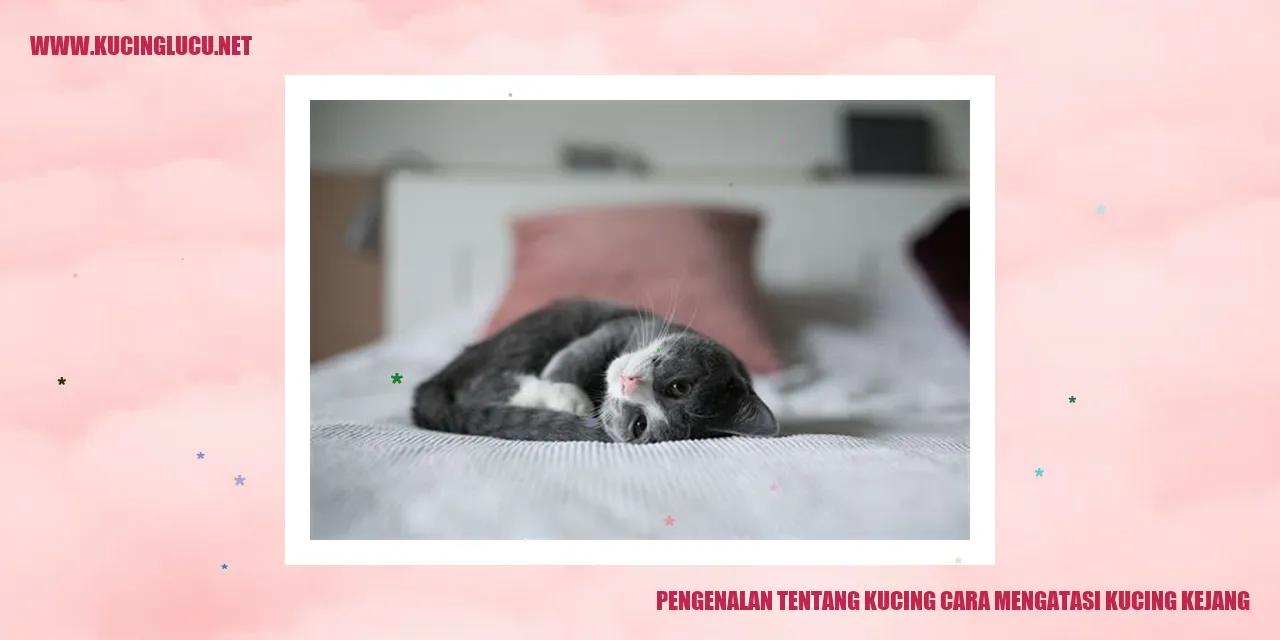 Kucing Mengalami Kejang