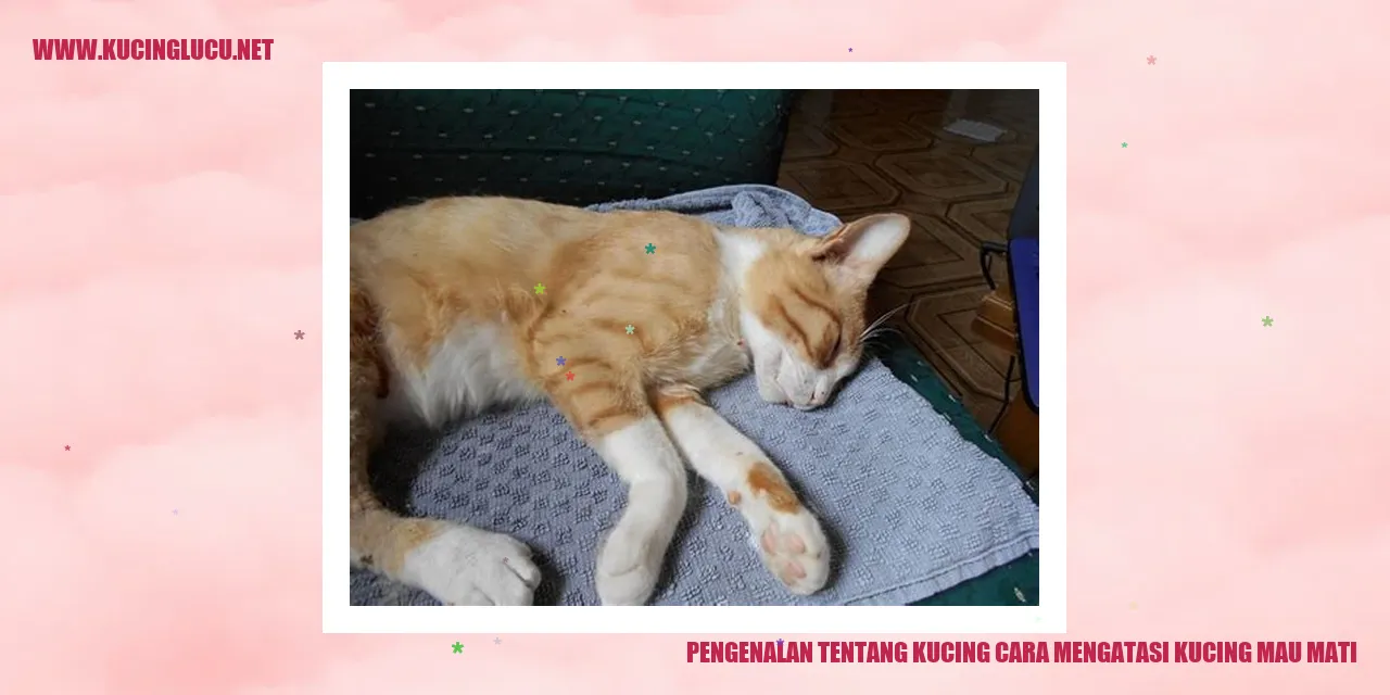 Gambar Kucing