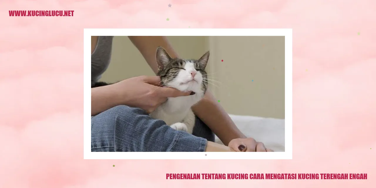 Gambar Kucing Terengah Engah