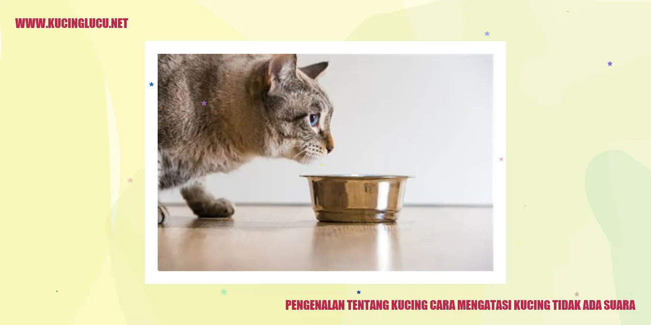 Pengenalan tentang Kucing cara mengatasi kucing tidak ada suara