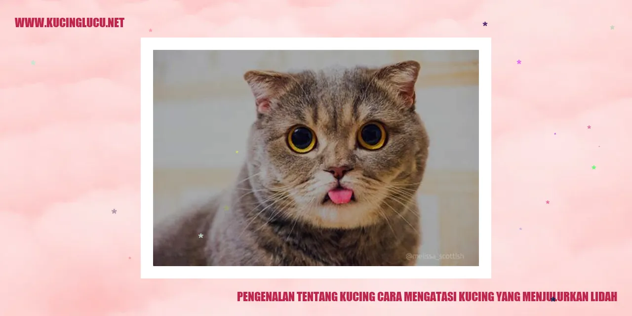 Gambar kucing lucu